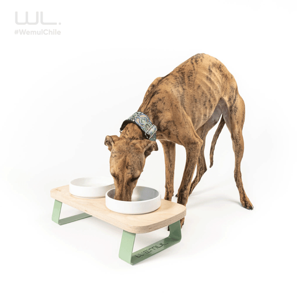 Perro comiendo en su comedero en altura Wemul Pudú, con cuenco de cerámica verde pálido y base de contrachapado de abedul.